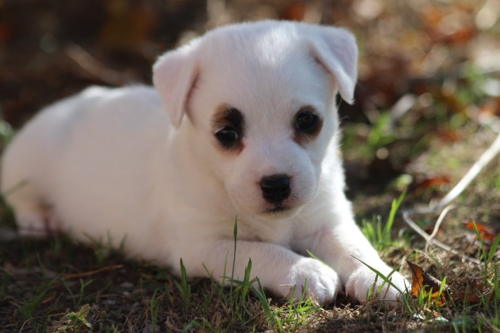 des Diamants Verts - Chiots disponibles - Jack Russell Terrier