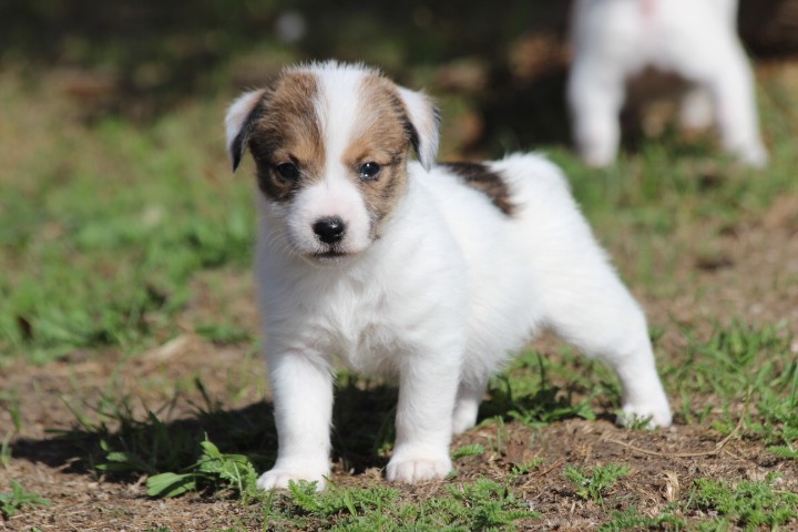 des Diamants Verts - Chiots disponibles - Jack Russell Terrier