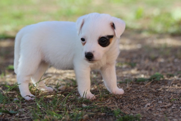 des Diamants Verts - Chiots disponibles - Jack Russell Terrier