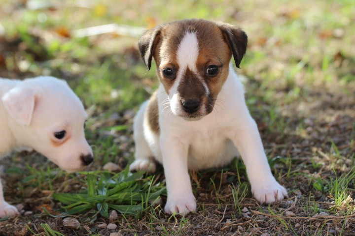 des Diamants Verts - Chiots disponibles - Jack Russell Terrier