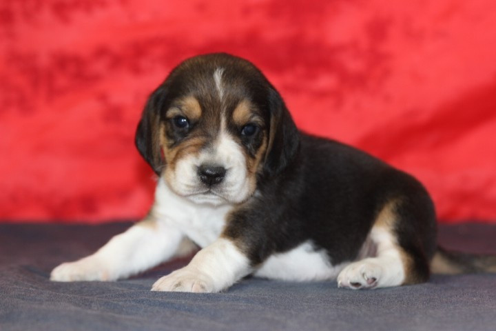 des Diamants Verts - Chiots disponibles - Beagle