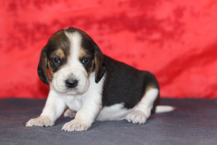 des Diamants Verts - Chiots disponibles - Beagle