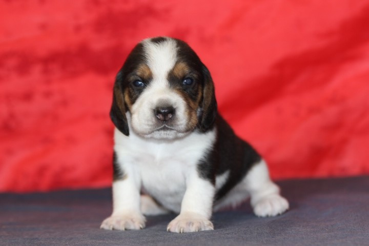 des Diamants Verts - Chiots disponibles - Beagle