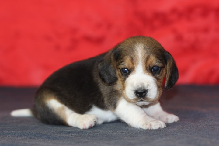 des Diamants Verts - Chiots disponibles - Beagle