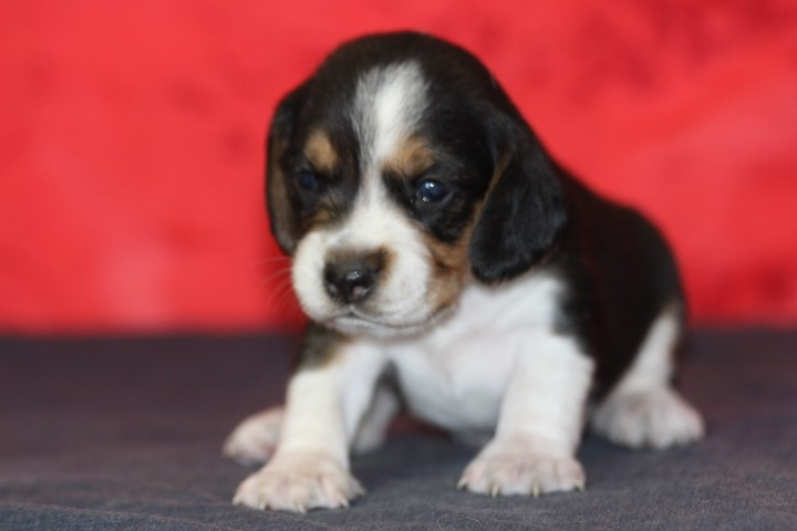 des Diamants Verts - Chiots disponibles - Beagle