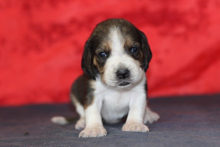 des Diamants Verts - Chiots disponibles - Beagle