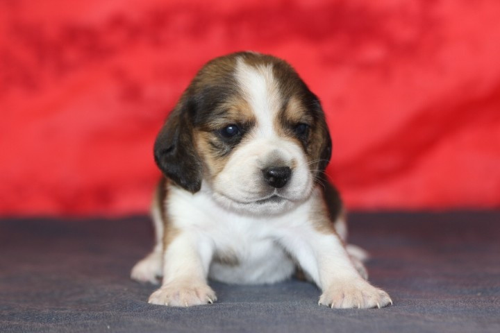 des Diamants Verts - Chiots disponibles - Beagle