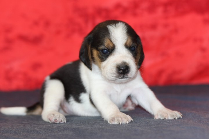 des Diamants Verts - Chiots disponibles - Beagle