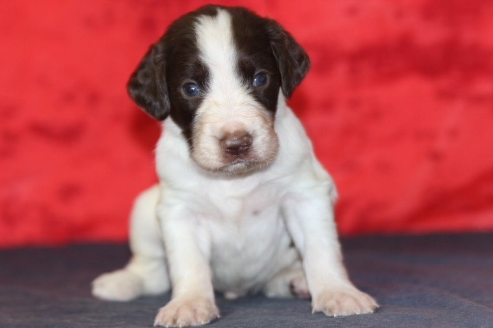 des Diamants Verts - Chiots disponibles - Epagneul Français