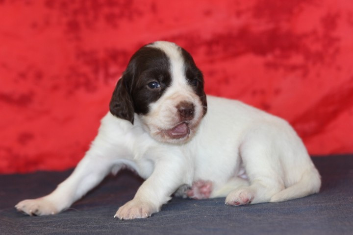 des Diamants Verts - Chiots disponibles - Epagneul Français