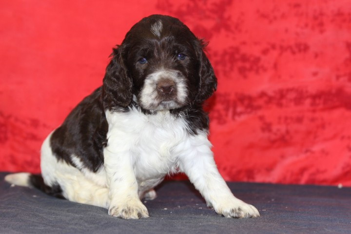 des Diamants Verts - Chiots disponibles - English Springer Spaniel