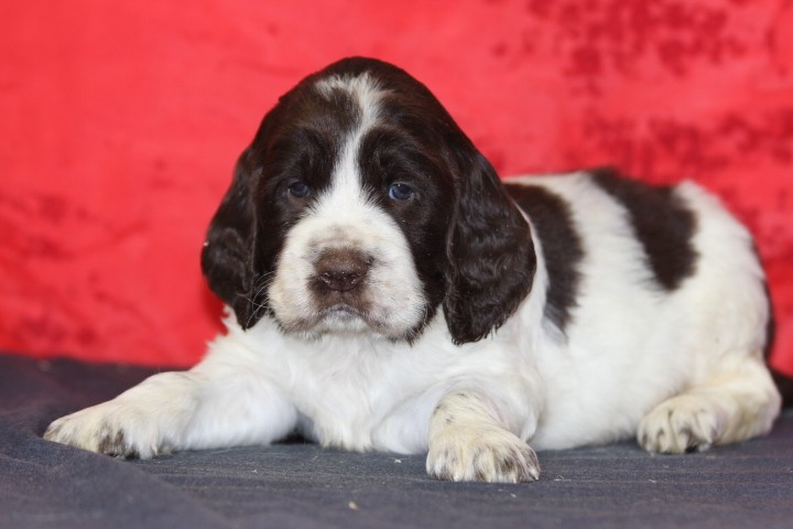 des Diamants Verts - Chiots disponibles - English Springer Spaniel