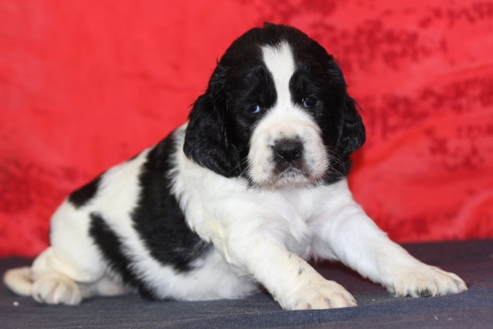 des Diamants Verts - Chiots disponibles - English Springer Spaniel