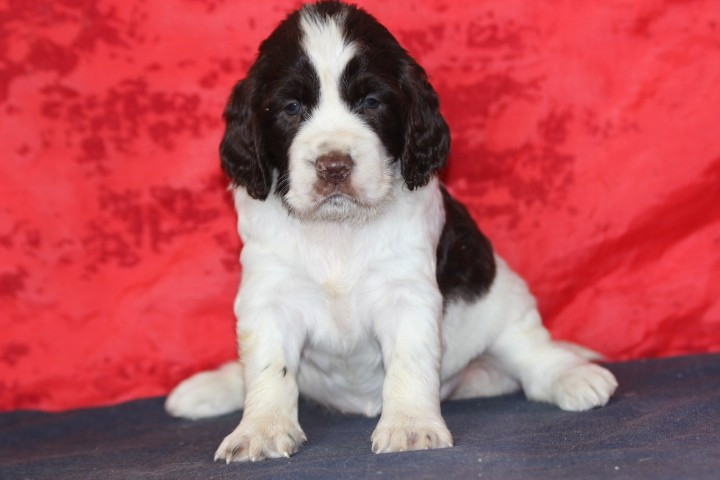 des Diamants Verts - Chiots disponibles - English Springer Spaniel