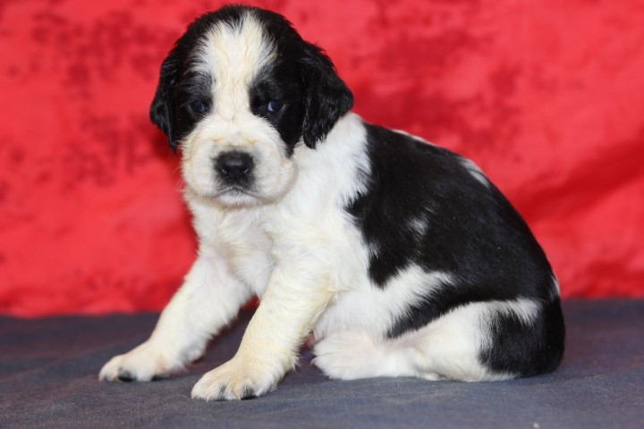 des Diamants Verts - Chiots disponibles - English Springer Spaniel