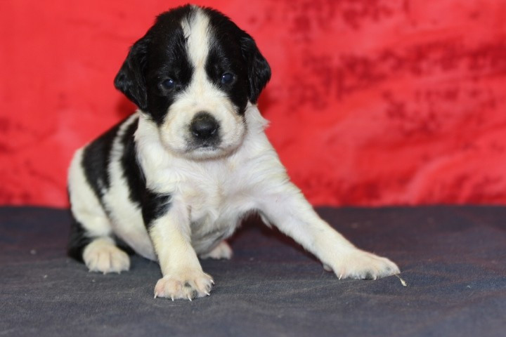 des Diamants Verts - Chiots disponibles - English Springer Spaniel