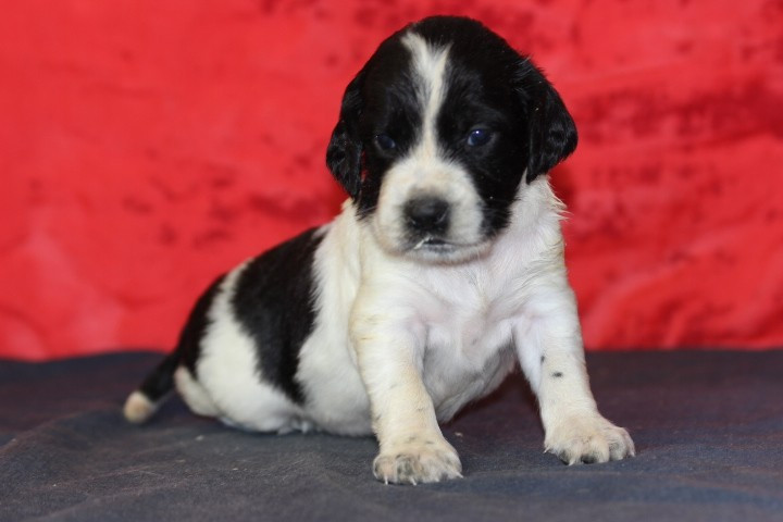 des Diamants Verts - Chiots disponibles - English Springer Spaniel
