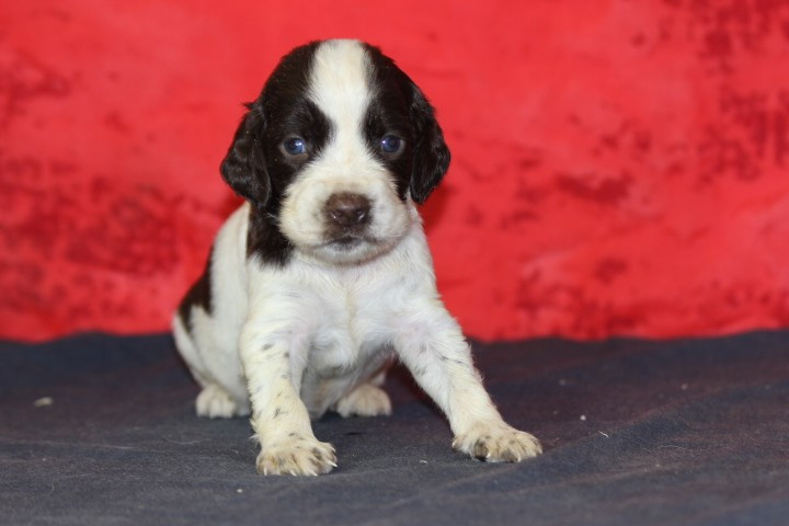 des Diamants Verts - Chiots disponibles - English Springer Spaniel