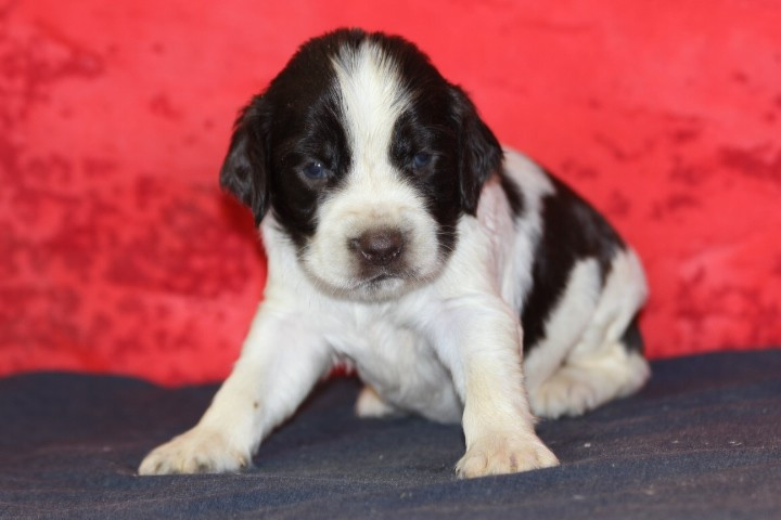 des Diamants Verts - Chiots disponibles - English Springer Spaniel