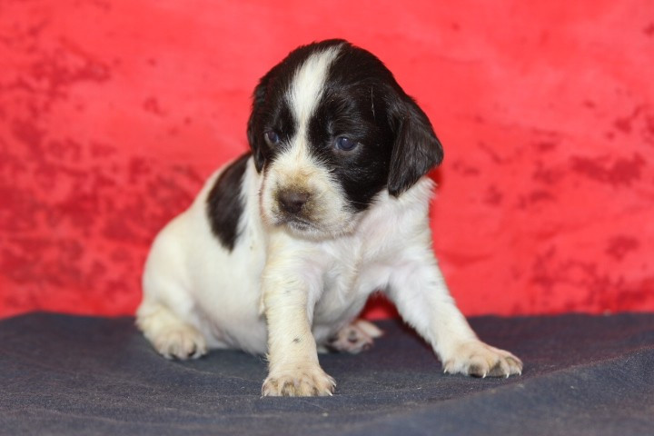 des Diamants Verts - Chiots disponibles - English Springer Spaniel
