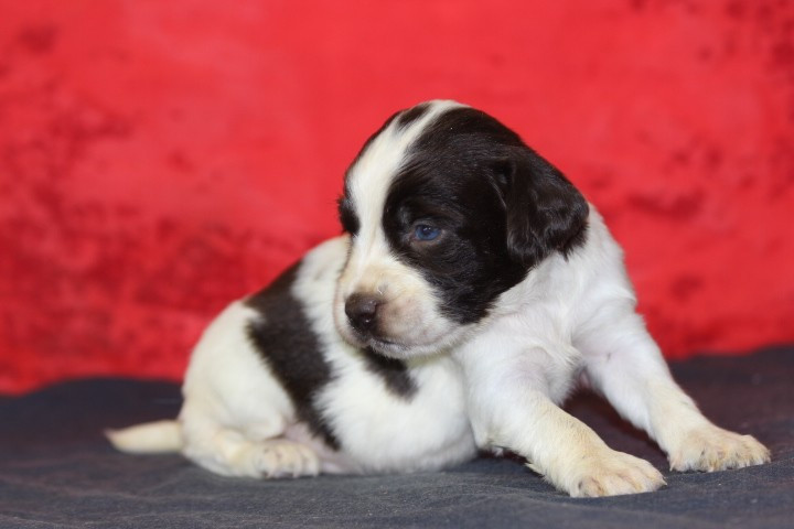des Diamants Verts - Chiots disponibles - English Springer Spaniel