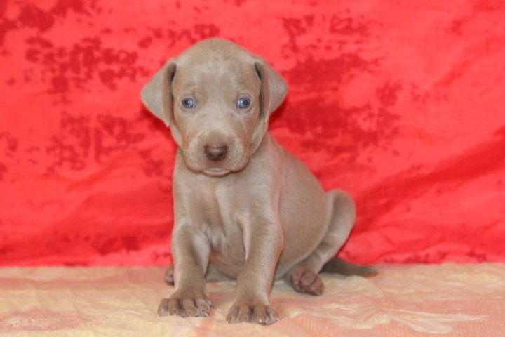 des Diamants Verts - Chiots disponibles - Braque de Weimar