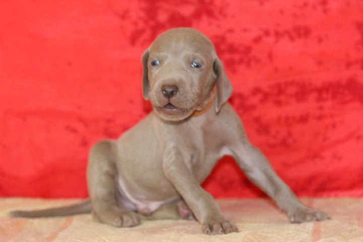 des Diamants Verts - Chiots disponibles - Braque de Weimar