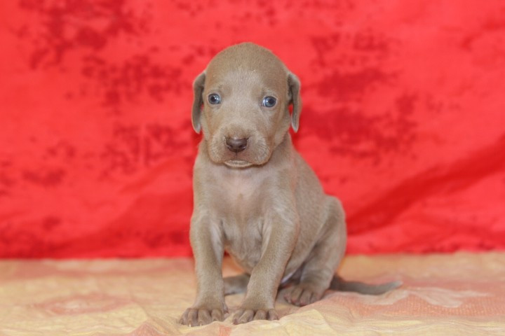 des Diamants Verts - Chiots disponibles - Braque de Weimar