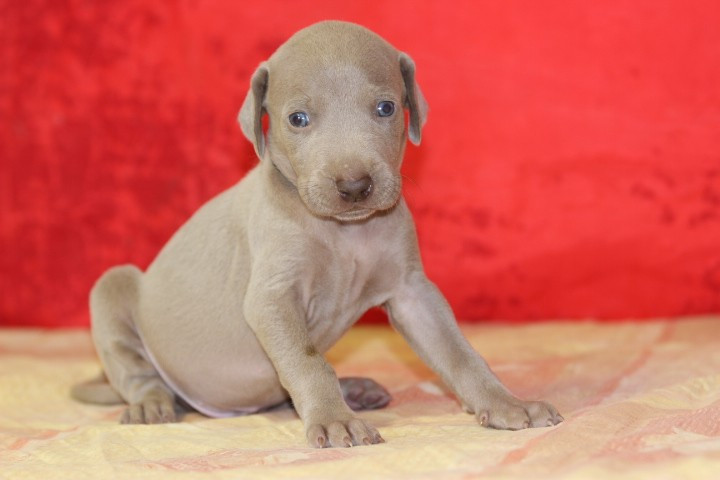 des Diamants Verts - Chiots disponibles - Braque de Weimar
