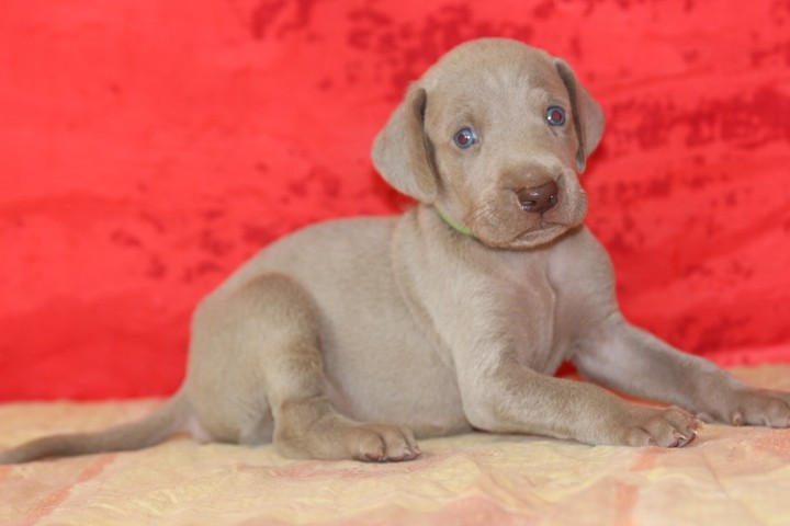 des Diamants Verts - Chiots disponibles - Braque de Weimar