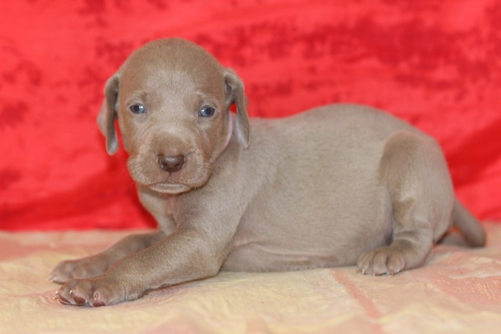 des Diamants Verts - Chiots disponibles - Braque de Weimar