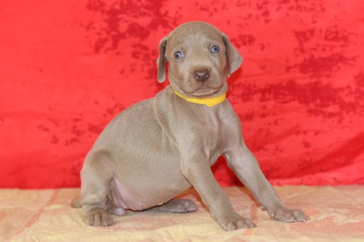 des Diamants Verts - Chiots disponibles - Braque de Weimar