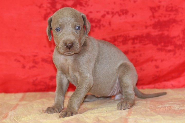 des Diamants Verts - Chiots disponibles - Braque de Weimar