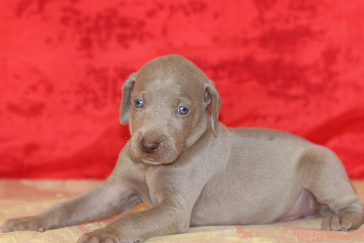 des Diamants Verts - Chiots disponibles - Braque de Weimar