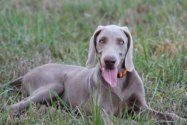 des Diamants Verts - Chiots disponibles - Braque de Weimar