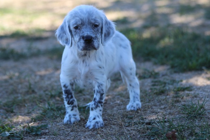 des Diamants Verts - Chiots disponibles - Setter Anglais