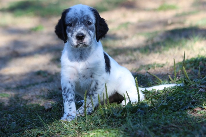 des Diamants Verts - Chiots disponibles - Setter Anglais