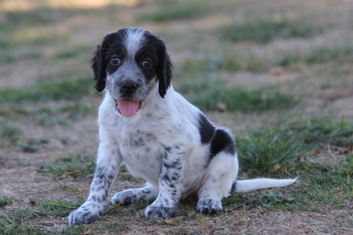 des Diamants Verts - Chiots disponibles - Setter Anglais