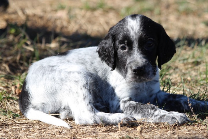 des Diamants Verts - Chiots disponibles - Setter Anglais