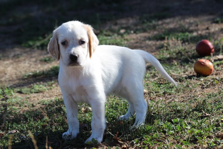 des Diamants Verts - Chiots disponibles - Setter Anglais