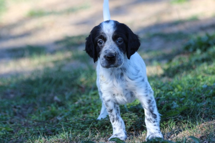des Diamants Verts - Chiots disponibles - Setter Anglais