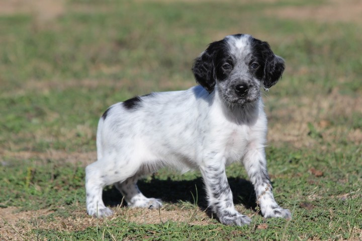 des Diamants Verts - Chiots disponibles - Setter Anglais