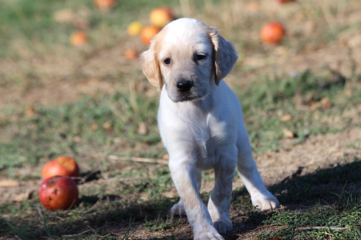 des Diamants Verts - Chiots disponibles - Setter Anglais
