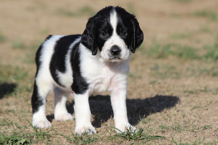 des Diamants Verts - Chiots disponibles - English Springer Spaniel