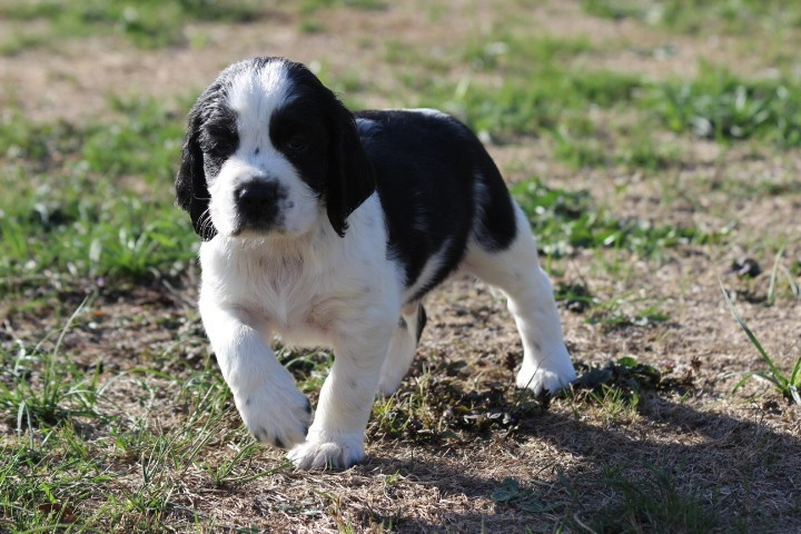 des Diamants Verts - Chiots disponibles - English Springer Spaniel