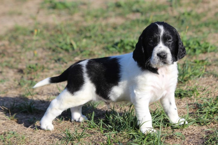 des Diamants Verts - Chiots disponibles - English Springer Spaniel