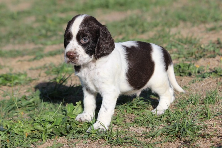 des Diamants Verts - Chiots disponibles - English Springer Spaniel