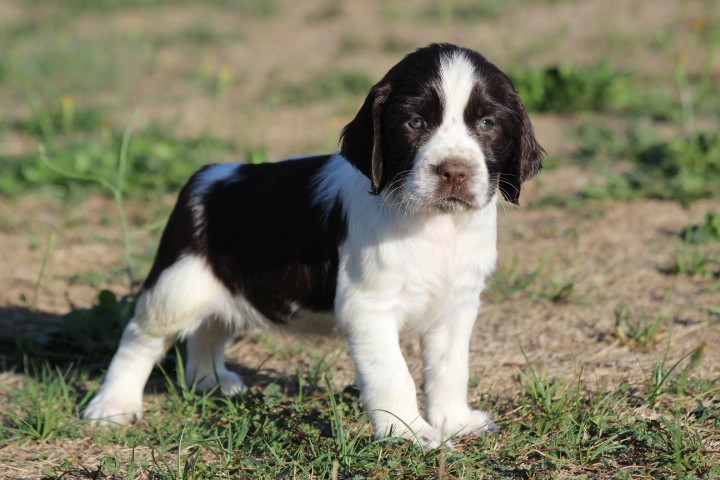 des Diamants Verts - Chiots disponibles - English Springer Spaniel