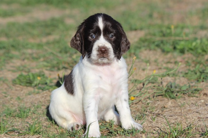 des Diamants Verts - Chiots disponibles - English Springer Spaniel