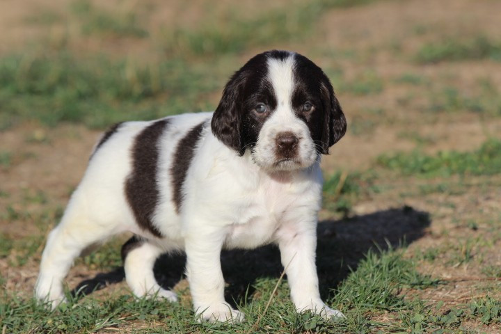 des Diamants Verts - Chiots disponibles - English Springer Spaniel